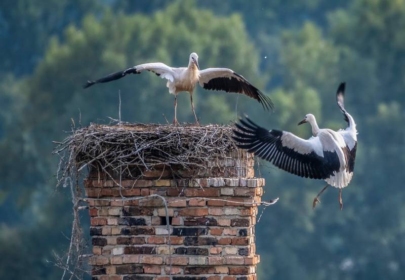 Professional Chimney Animal Removal Services in Boca Raton, Florida